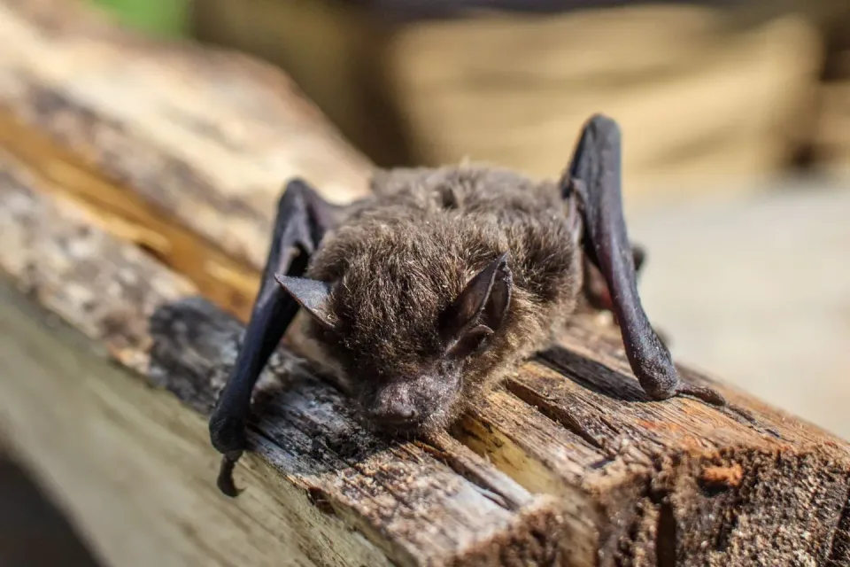 Bat — Pest Control — Bat, Fur, Wings, Pest Control, Pest Control