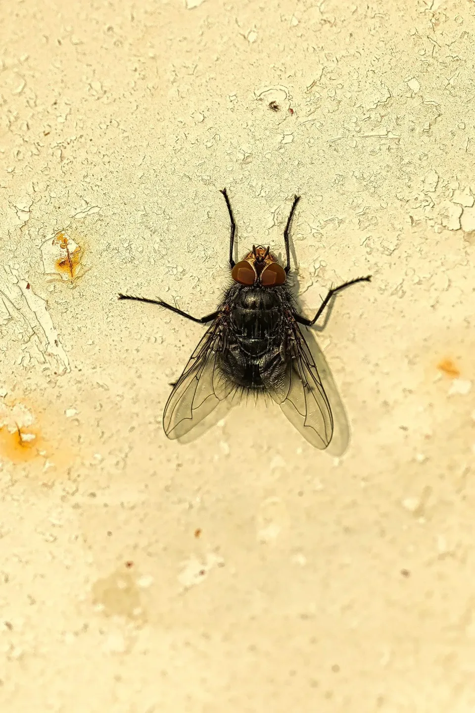 House Fly — Pest Control — House Fly, Painted Surface, Cracked Paint, Pest Control, Pest Control