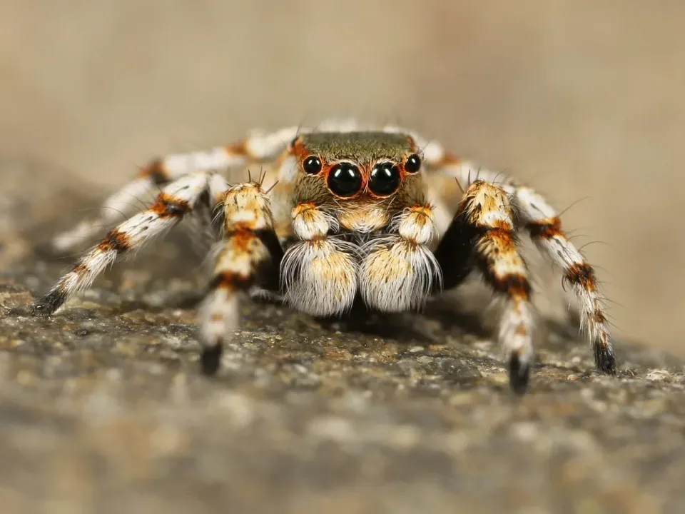 Jumping Spider — Pest Control — Jumping Spider, Spider Legs, Spider Eyes, Pest Control, Pest Control